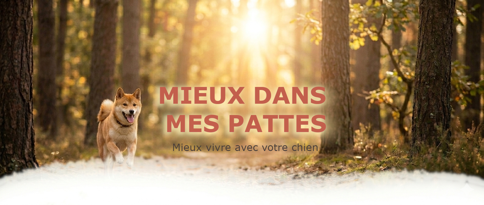 Accueil Mieux dans mes pattes®